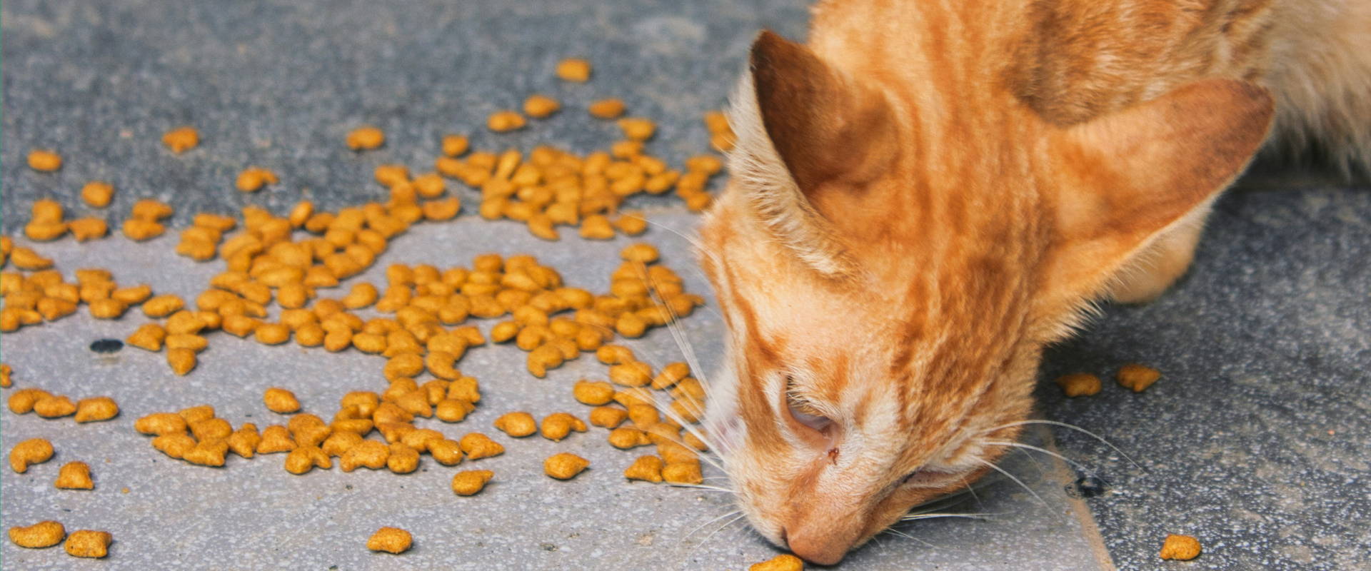 Tasty recipes for easy cat treats and kitty snacks Tilly Ted
